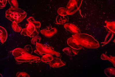 Jellyfish swimming in aquarium