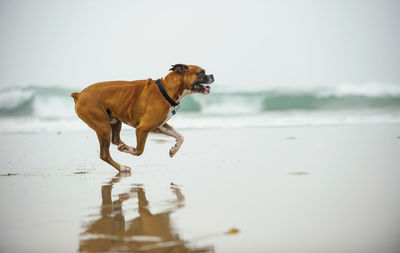 Dog on beach against sky