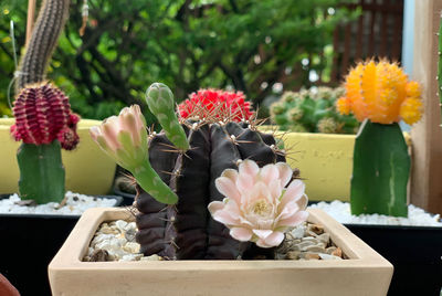 Close-up of cactus flower pot