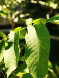 Close-up of fresh green leaves