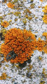 Full frame shot of yellow flowering plant