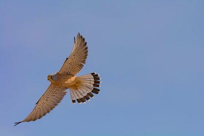 Low angle view of eagle flying against clear blue sky