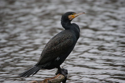 Close-up of bird perching on a lake