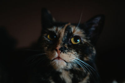 Close-up portrait of a cat