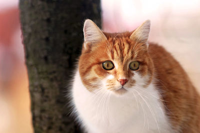 Close-up portrait of a cat