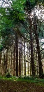 Pine trees in forest