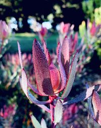 Close-up of succulent plant