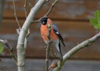 Close-up of bird perching on branch