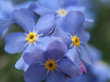 Close-up of yellow flower