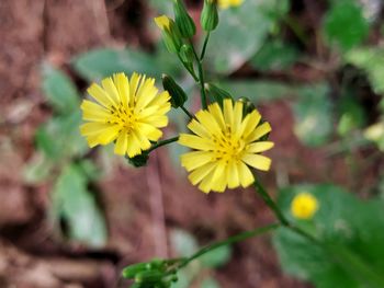 Close-up of yellow flowering plant