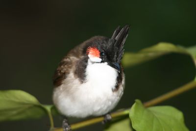 Close-up of bird perching on plant