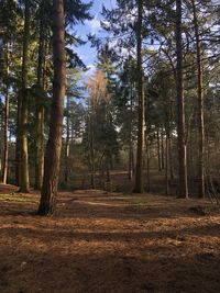 Trees in forest against sky