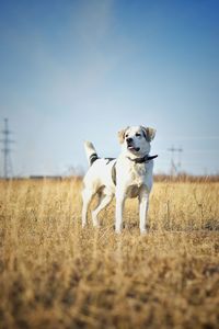 Dog running on field