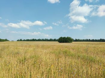 Farm field against blue sky on a sunny day