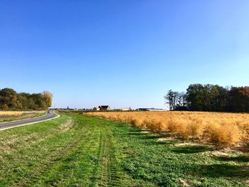 Scenic view of field against clear sky