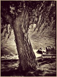 Trees in water