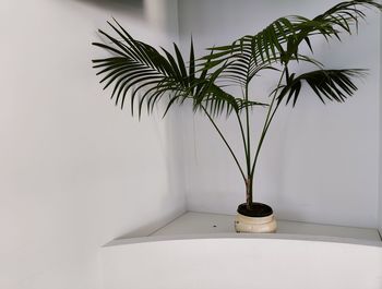 Potted plant against wall