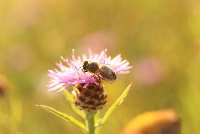 Close-up of bee pollinating on purple flower