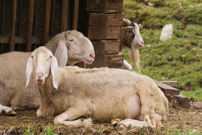 Sheep in pen