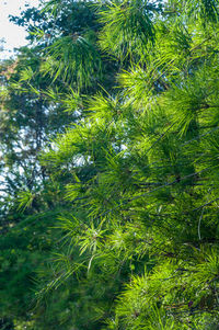 Low angle view of bamboo trees in forest