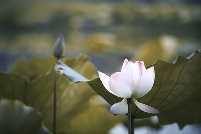 Close-up of lotus water lily