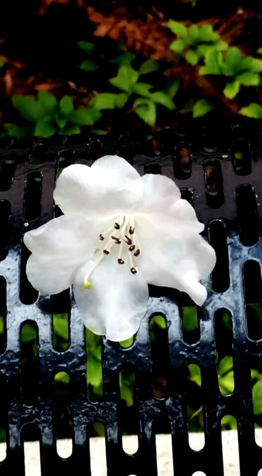 white color, no people, nature, close-up, flower, growth, outdoors, fragility, beauty in nature, day, freshness