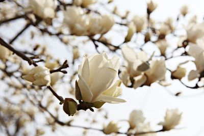 Close-up of white flowering plant