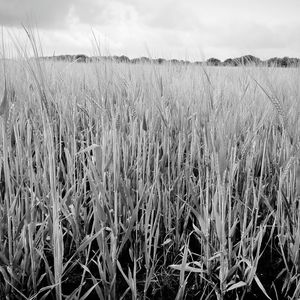 Close-up of wheat field against sky