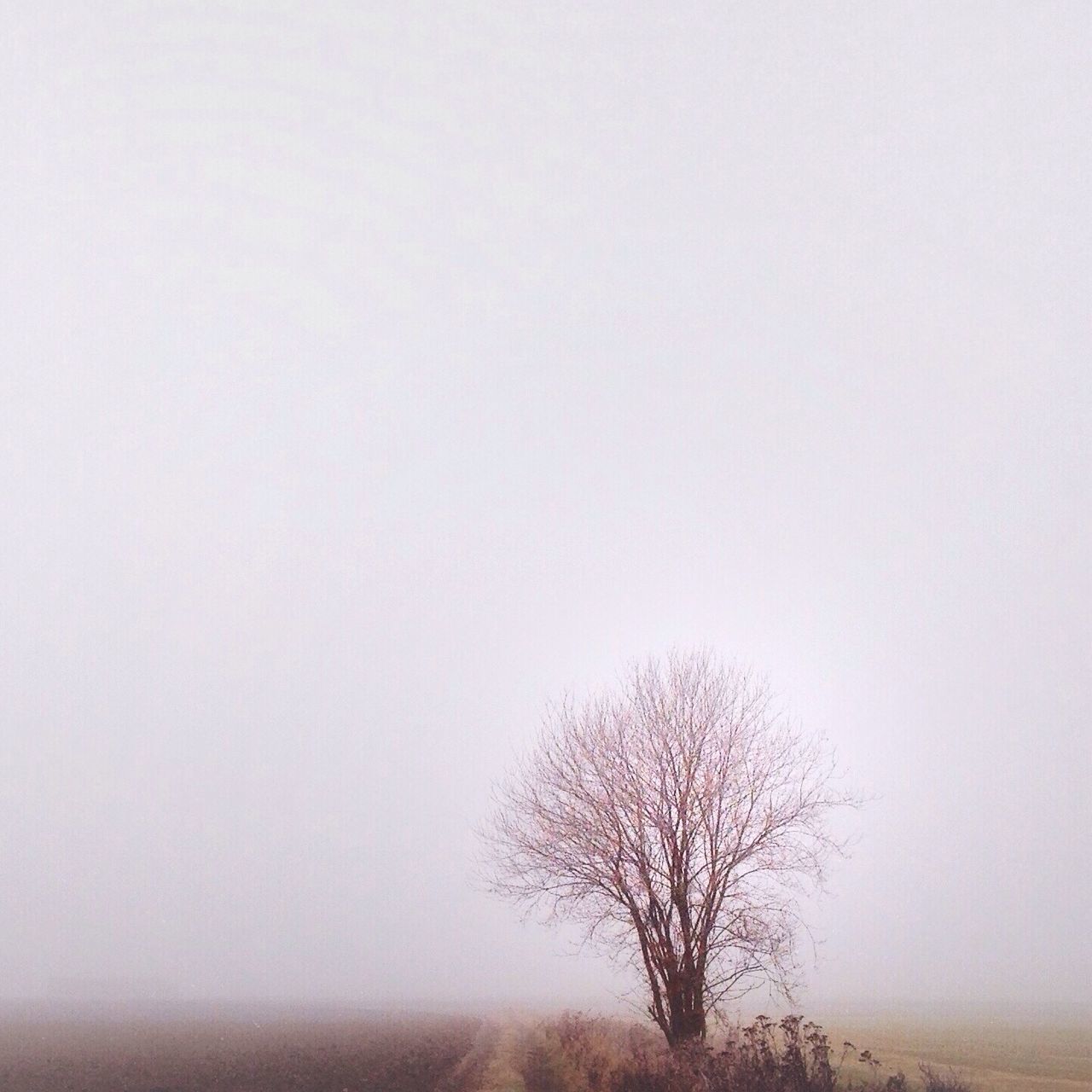 clear sky, tranquility, tranquil scene, copy space, tree, bare tree, scenics, beauty in nature, foggy, nature, landscape, weather, branch, non-urban scene, field, idyllic, silhouette, remote, outdoors