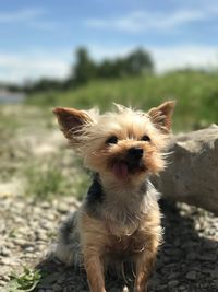 Portrait of dog against sky