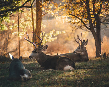 Deer in a field