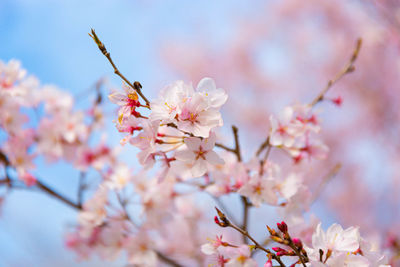 Close-up of pink cherry blossoms