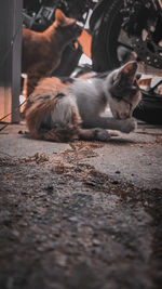 Cat sitting on footpath