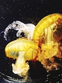 Close-up of yellow jellyfish in water