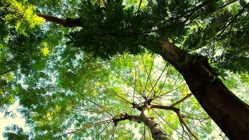 Low angle view of trees in forest against sky