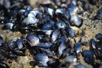 Full frame shot of shellfish on rock