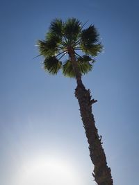 Low angle view of coconut palm tree against clear blue sky