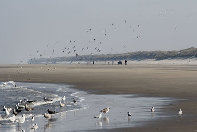 Seagulls at beach against sky