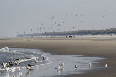 Seagulls flying over sea