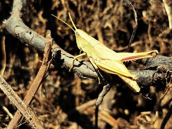 Close-up of dry leaf on branch