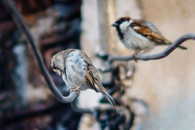 Close-up of birds perching on branch