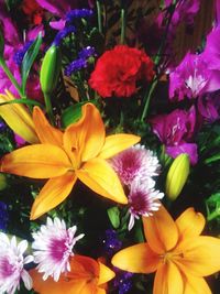 Close-up of flowers blooming outdoors