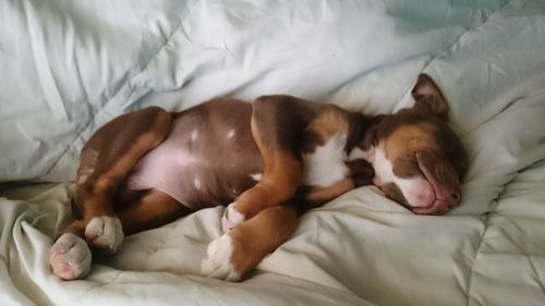 High angle view of dog relaxing on bed at home