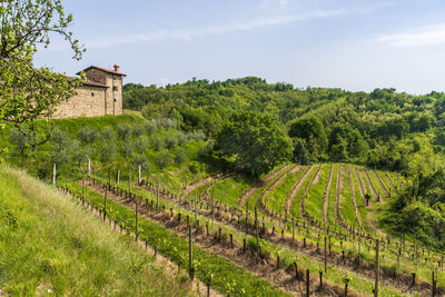 Scenic view of vineyard against sky