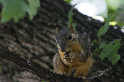 Close-up of squirrel eating outdoors