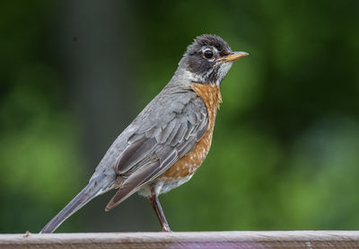 Close-up of bird perching on wood