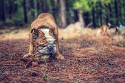 Cat lying on land