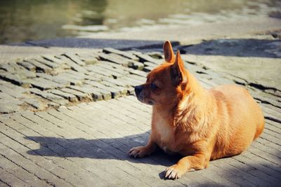 Brown dog resting on walkway at lakeshore