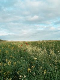 Scenic view of grassy field against sky