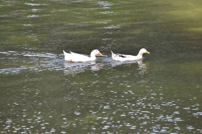 Ducks swimming in lake